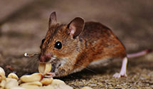 24 Hour & Emergency Exterminators in Courtney, NC
